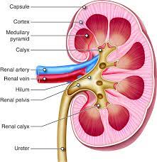 Does Drinking Coffee Cause Kidney Stones?