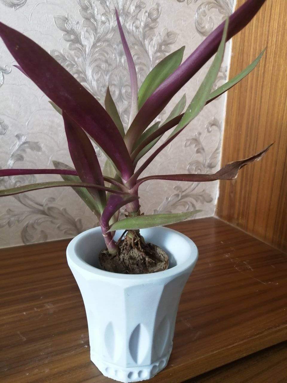 House plant with tob