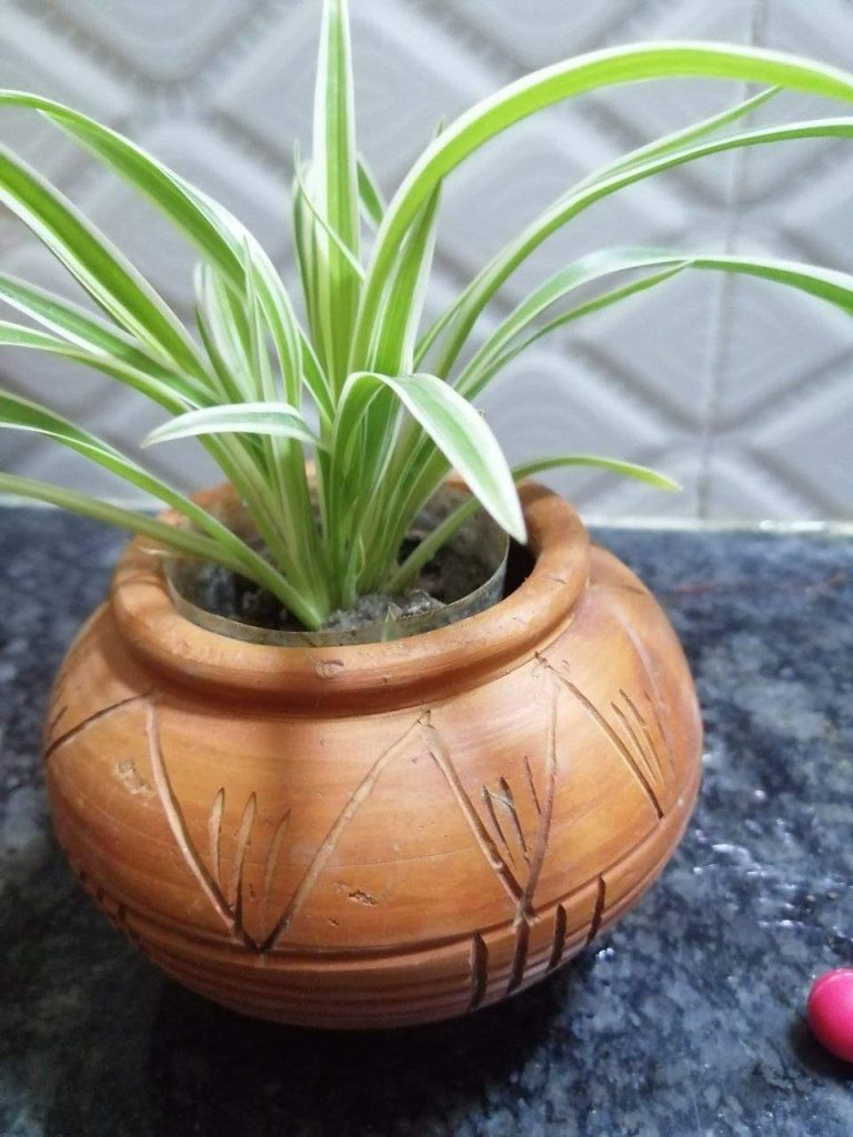 House plant in pot