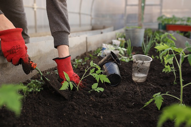 coffee-grounds-for-vegetable-garden