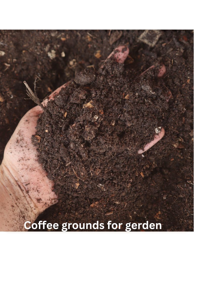 Is coffee grounds good for plants and flowers?